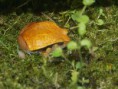 Dyscophus guineti